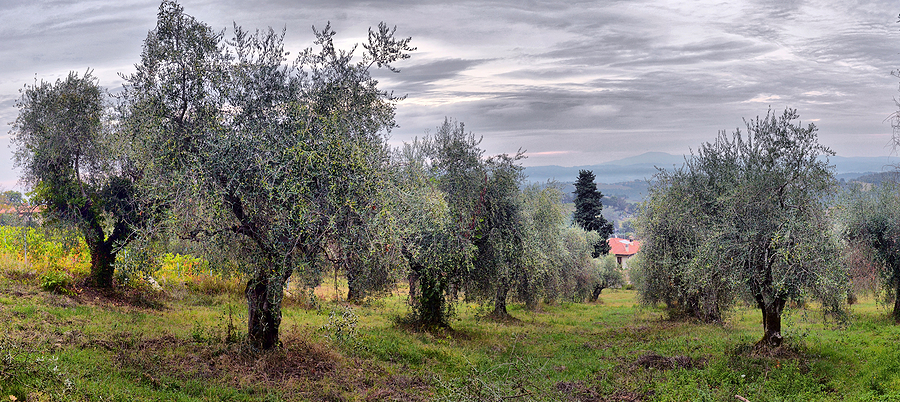 Olive trees in Tuscany